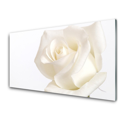 rosa-flores