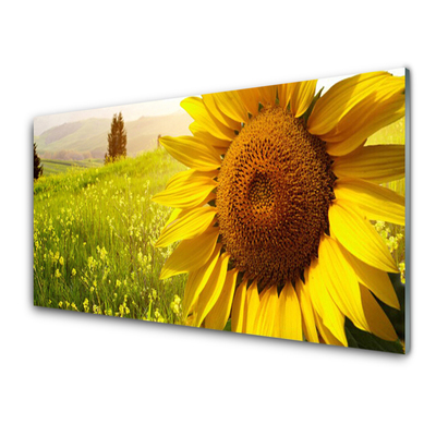 girasol-flor-planta